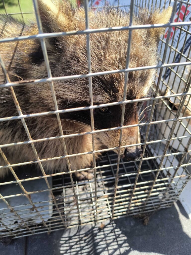 Wildlife Removal Orleans