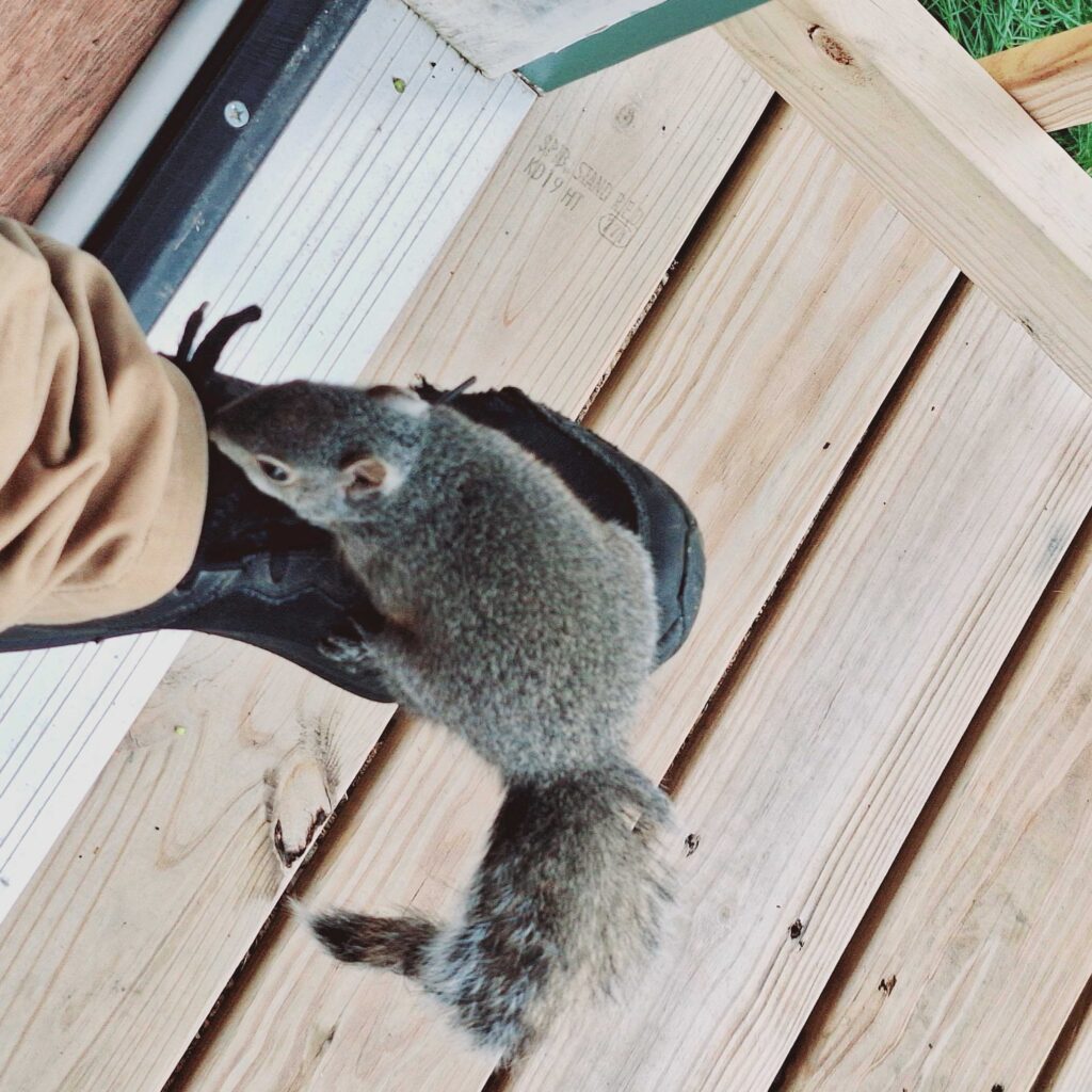 Wildlife Removal Orleans