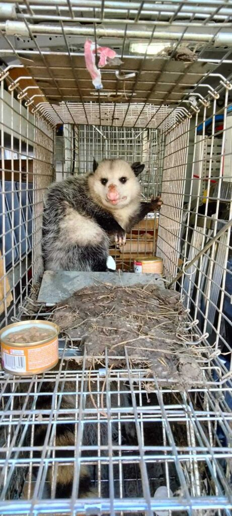 Wildlife Removal Orleans