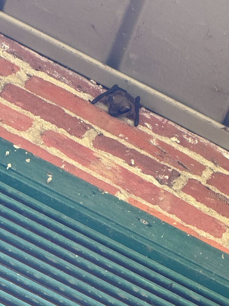 Wildlife Removal Orleans